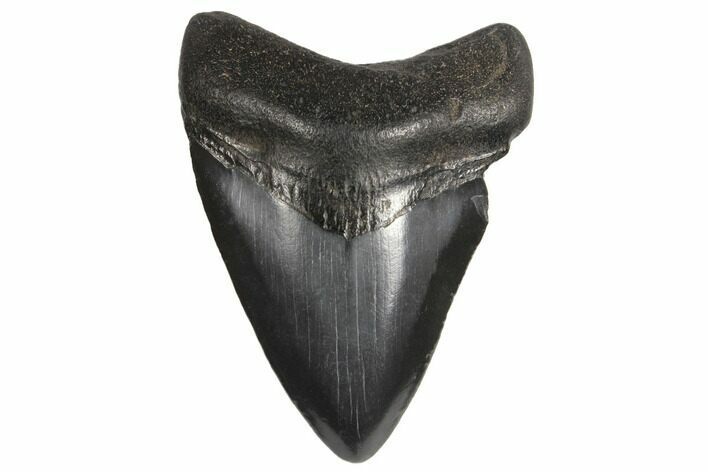 Fossil Megalodon Tooth - South Carolina #130714